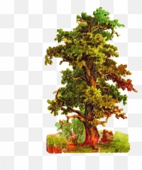 Oak Tree Silhouette Png - Oak Tree Antique Images Free Vintage Png