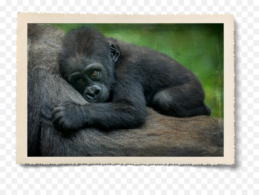 Ellen Degeneres - Endangered Animals In Africa Png,Gorilla Png