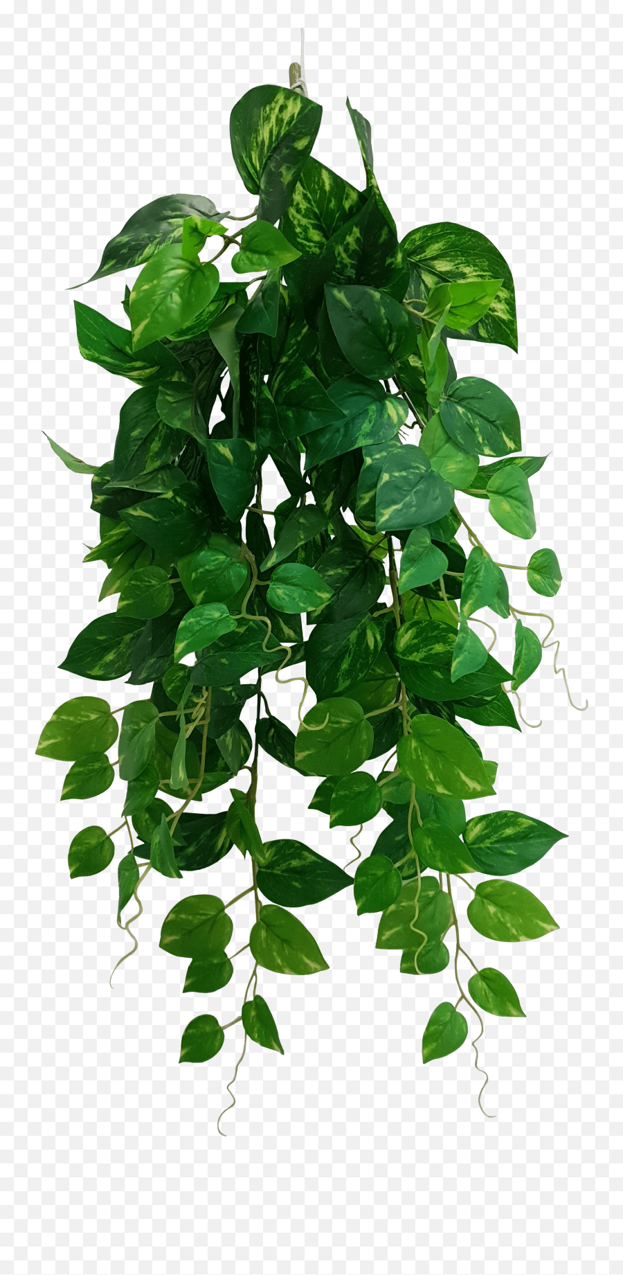 Heart Leaf Philodendron Hanging Creeper Bush Devils Ivy 73cm - Heart Leaf Philodendron Png,Hanging Plants Png