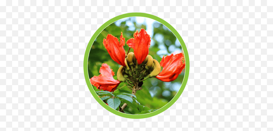 Removing Weeds - Invasive Tree Species Tweed Valley Tree Caesalpinia Png,African Tree Png