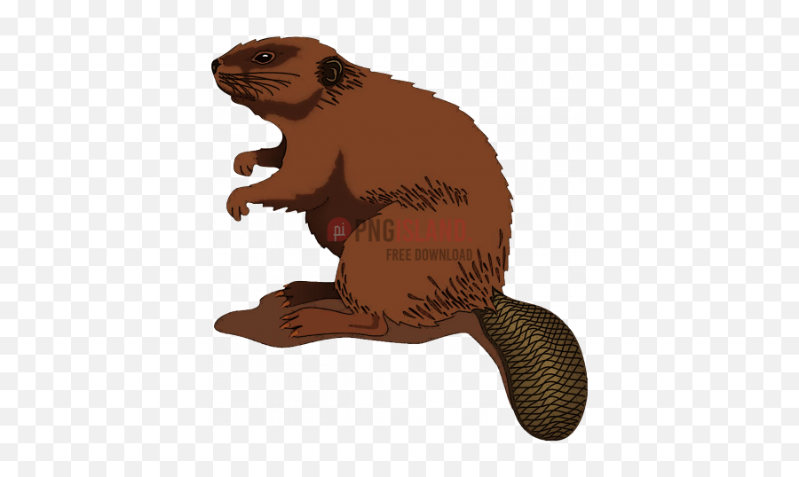 Png Image With Transparent Background - Beaver Clip Art,Beaver Png