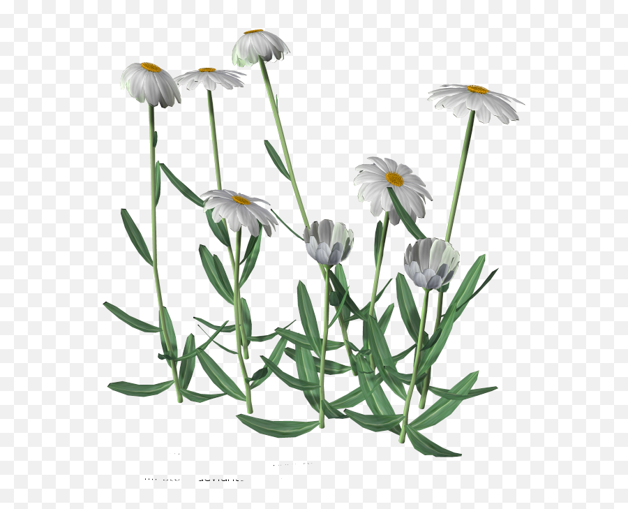 Daisies Png Picture