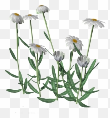 Daisies Png Picture