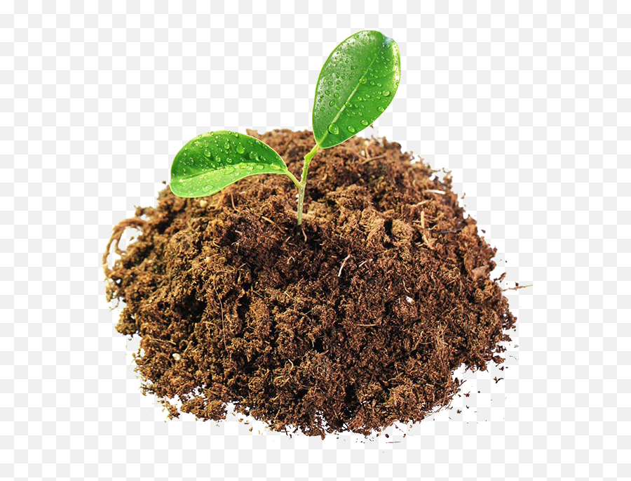Download Leaves In Mud Png Image For Free