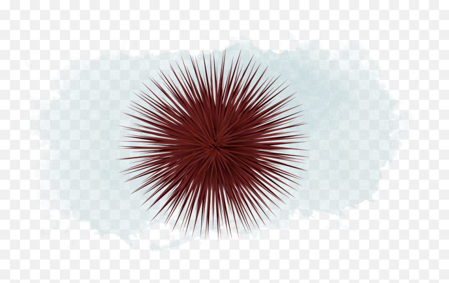 Sea Urchin - Firecracker Png,Sea Urchin Png