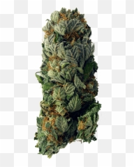 Weed Vertical 400 Min - Cbd Oil Meme Funny Full Size Png Got Bud,Weed Blunt Png