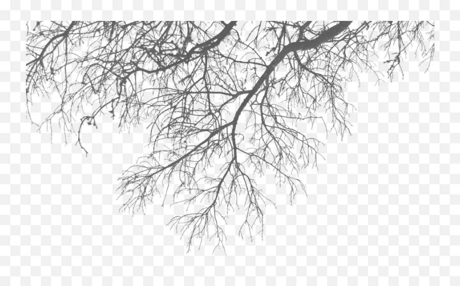 Branch Png Transparent Images - Tree Branches Png,Branch Png