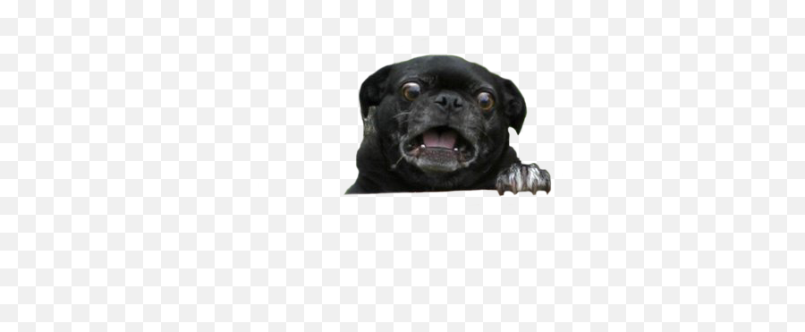 Psbattle A Scared - Looking Pug Cutouts Pug Scared Png,Pug Transparent Background