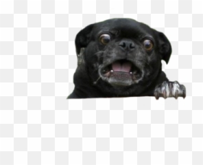 Psbattle A Scared - Looking Pug Cutouts Pug Scared Png,Pug Transparent Background