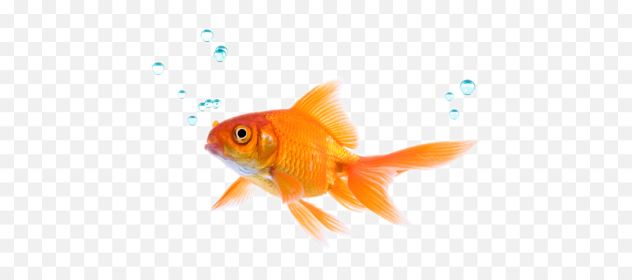 Png Hd Transparent Fish - Play Against The Fish,Fish Swimming Png