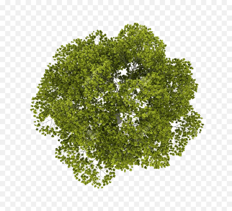 Png Image - Tree Png Top View,Tree Top View Png