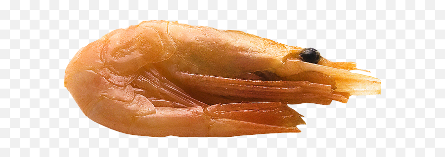 Png Transparent Background Image Shrimp