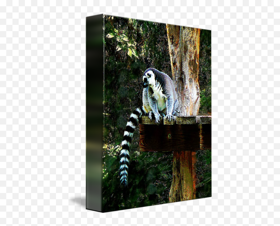 Ringtailed Lemur By Susan Savad - Madagascar Cat Png,Lemur Png