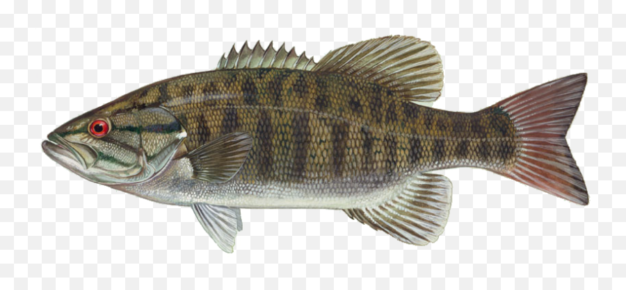 15 Bass Fish Png For Free Download - Smallmouth Bass,Bass Fish Png
