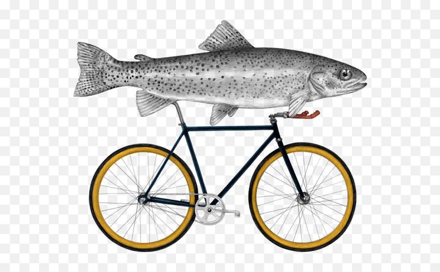 Fish Riding A Bicycle - Amoeba Bike Highresolution Png Raleigh Cadent 1,Bicycle Transparent Background