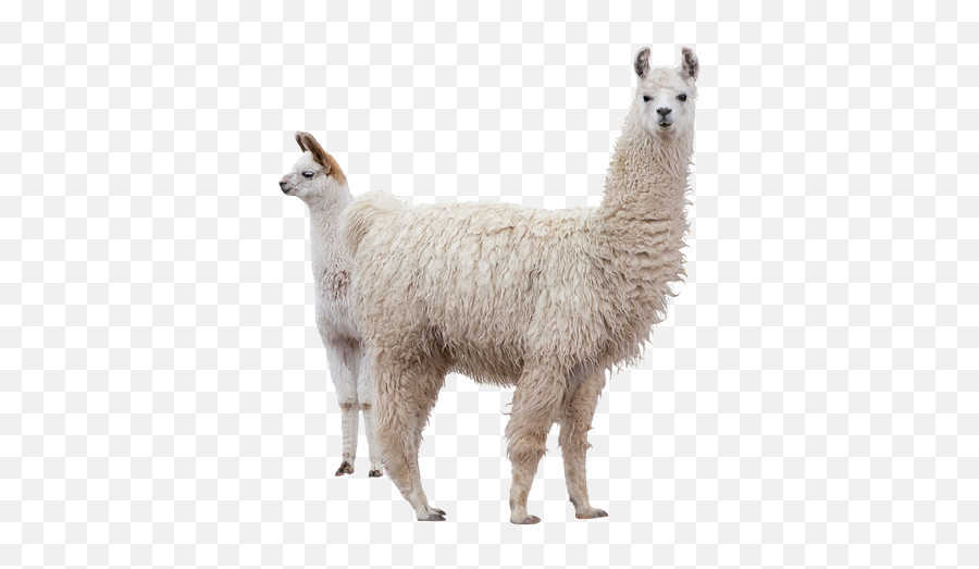 Llama Png Transparent - Transparent Alpaca Png,Llama Png