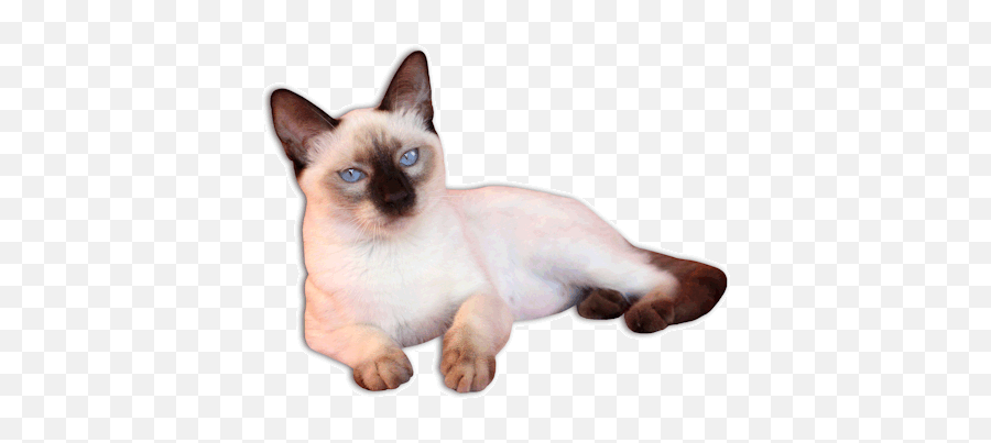 Siamese Cat Png 5 Image - Siamese Cat No Background,Cat Face Transparent Background