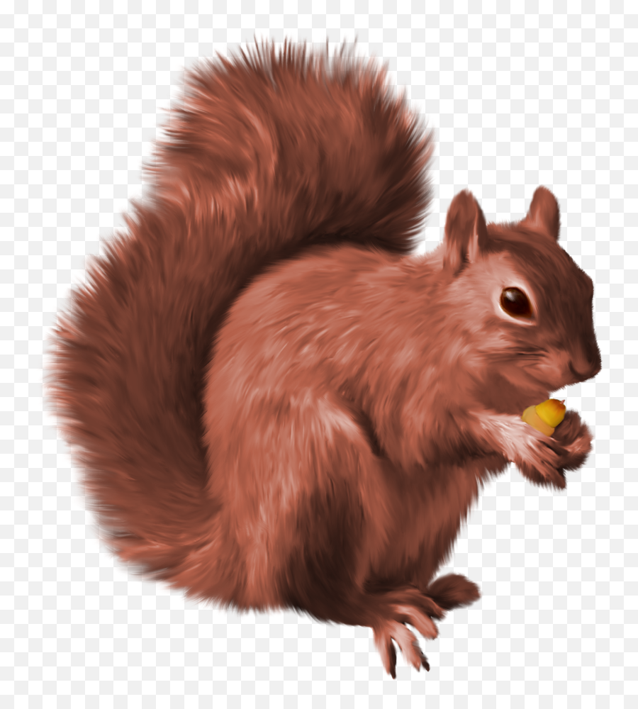 Png Background - Red Squirrel Clipart,Squirrel Transparent Background
