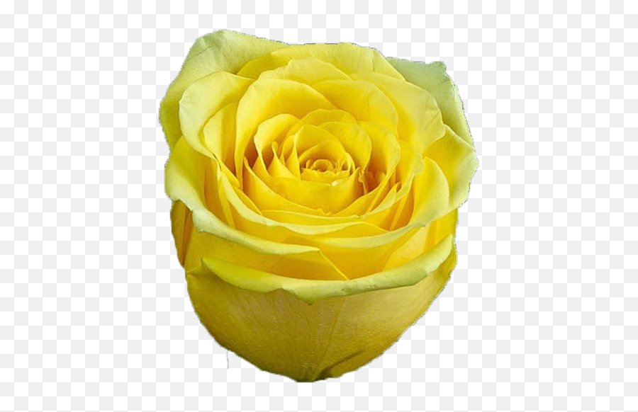 High And Exotic - Garden Roses Png,Yellow Rose Transparent