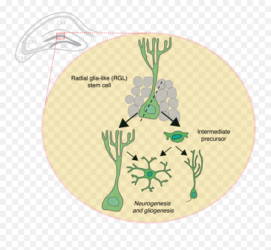 Cell Division New Neurons - Illustration Png,Neuron Png