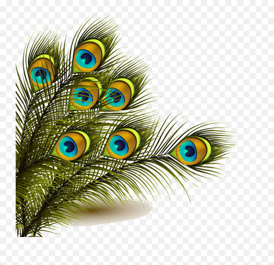 Peacock Feather Background Image Png - Peacock Feather Png,Peacock Feathers Png