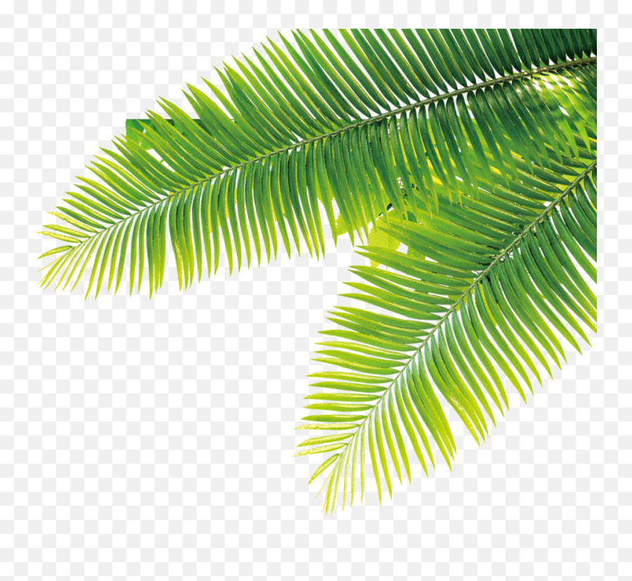 Dates Png Images Transparent Date Palm - Tropical Plant Png Free,Dates Png