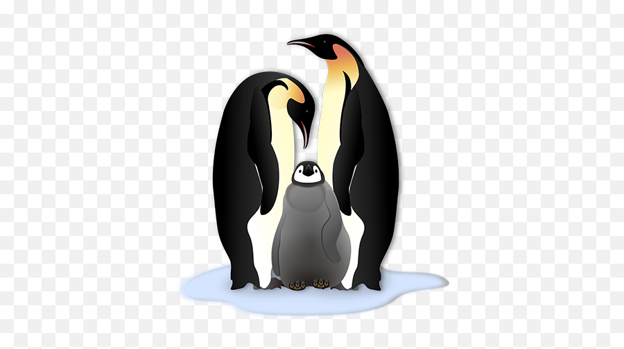Fun Facts About Penguins - Cool Australia Emperor Penguin Clipart Png,Penguin Transparent Background