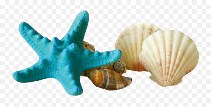 Free Transparent Seashell Png Download - Starfish And Shell Png,Seashell Transparent