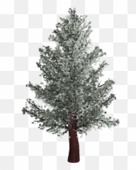 Tree Isolated Pine - Puno Ng Pino Drawing png