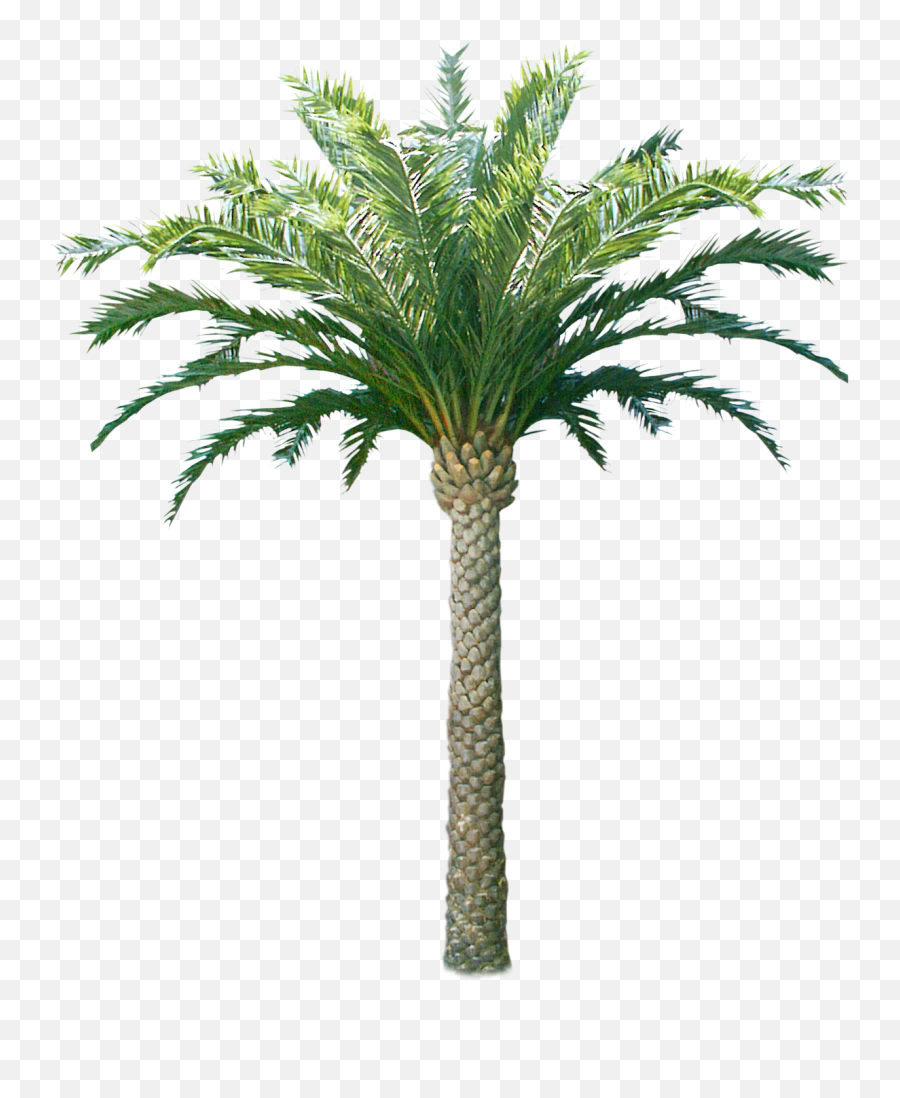 Download Hd Palm U0026 Coconut Trees Texture 3d Tree Png - Texture Trees Coconut,Coconut Tree Png