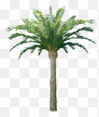 Download Hd Palm U0026 Coconut Trees Texture 3d Tree Png - Texture Trees Coconut,Coconut Tree Png