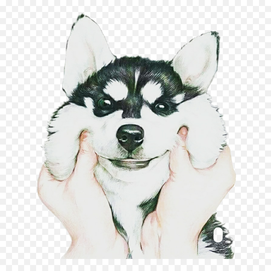 Husky Puppy Png - Dog Husky Puppy Cute Petsandanimals Lock Screen Wallpaper For Iphone Dog,Husky Transparent