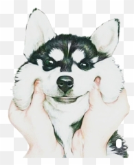 Husky Puppy Png - Dog Husky Puppy Cute Petsandanimals Lock Screen Wallpaper For Iphone Dog,Husky Transparent