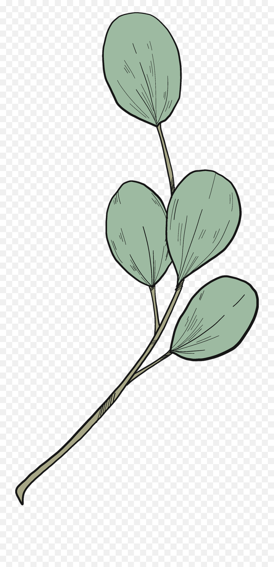 Eucalyptus Branch Clipart Free Download Transparent Png - Free Eucalyptis Clip Art,Eucalyptus Leaves Png