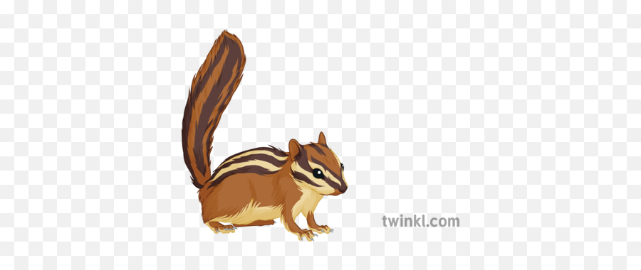 Chipmunk General Animal Rodent Secondary Illustration - Twinkl Eastern Chipmunk Png,Chipmunk Png