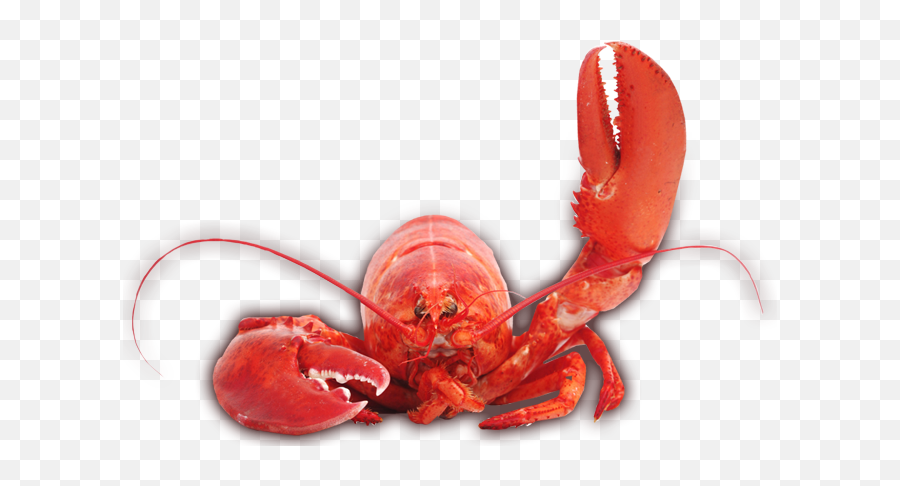 Lobster Png In High Resolution - Lobster Transparent Png,Lobster Png