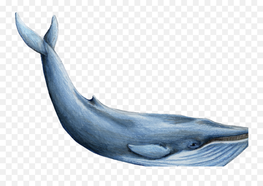 Strike Whale Photos Png Transparent - Blue Whale Pee Pee,Blue Whale Png