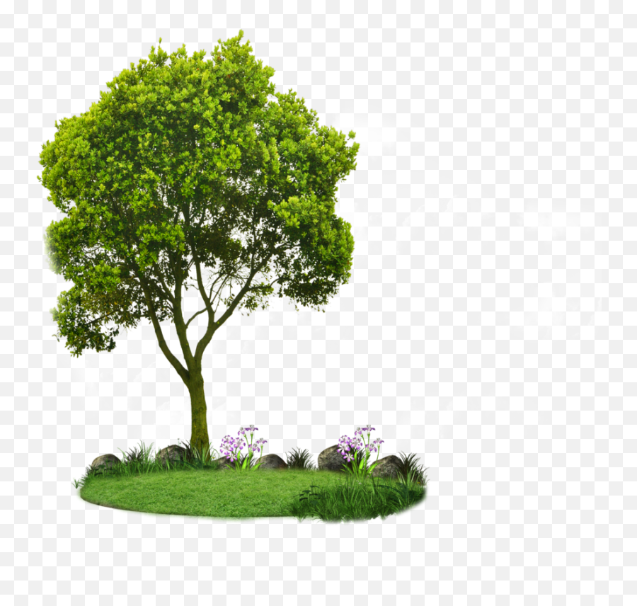 Choosing Small Trees - Transparent Elm Tree Png,Small Tree Png