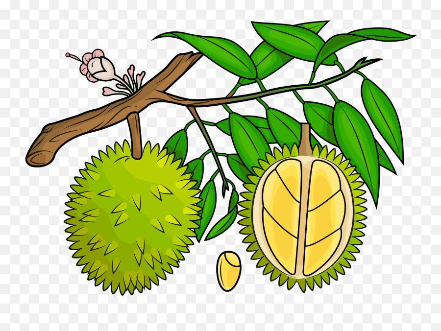 Durian - Fresh,Mango Transparent