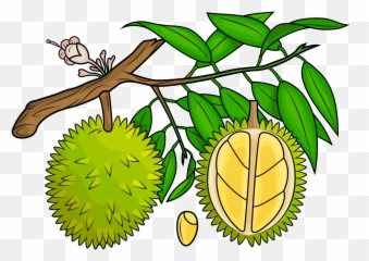 Durian - Fresh,Mango Transparent