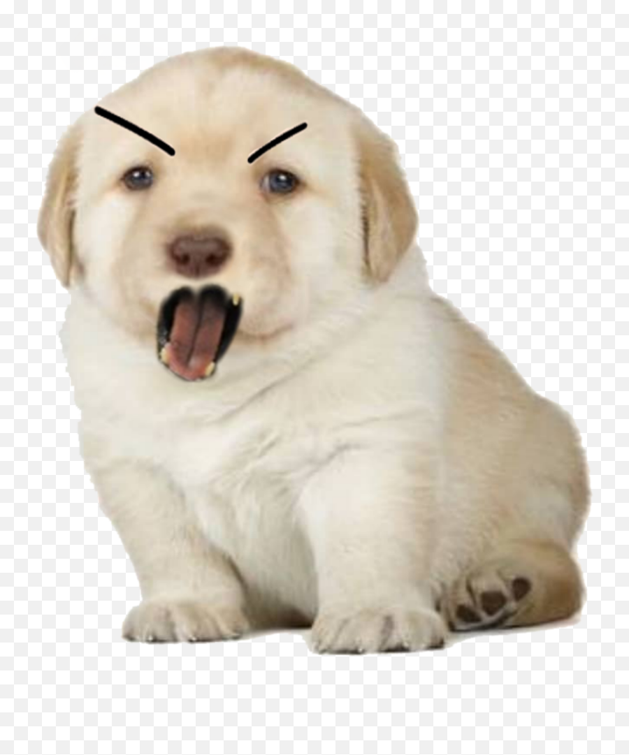 Le Angry Perro Png Has Arrived Dogelore - Perrito Meme,Angry Mouth Png