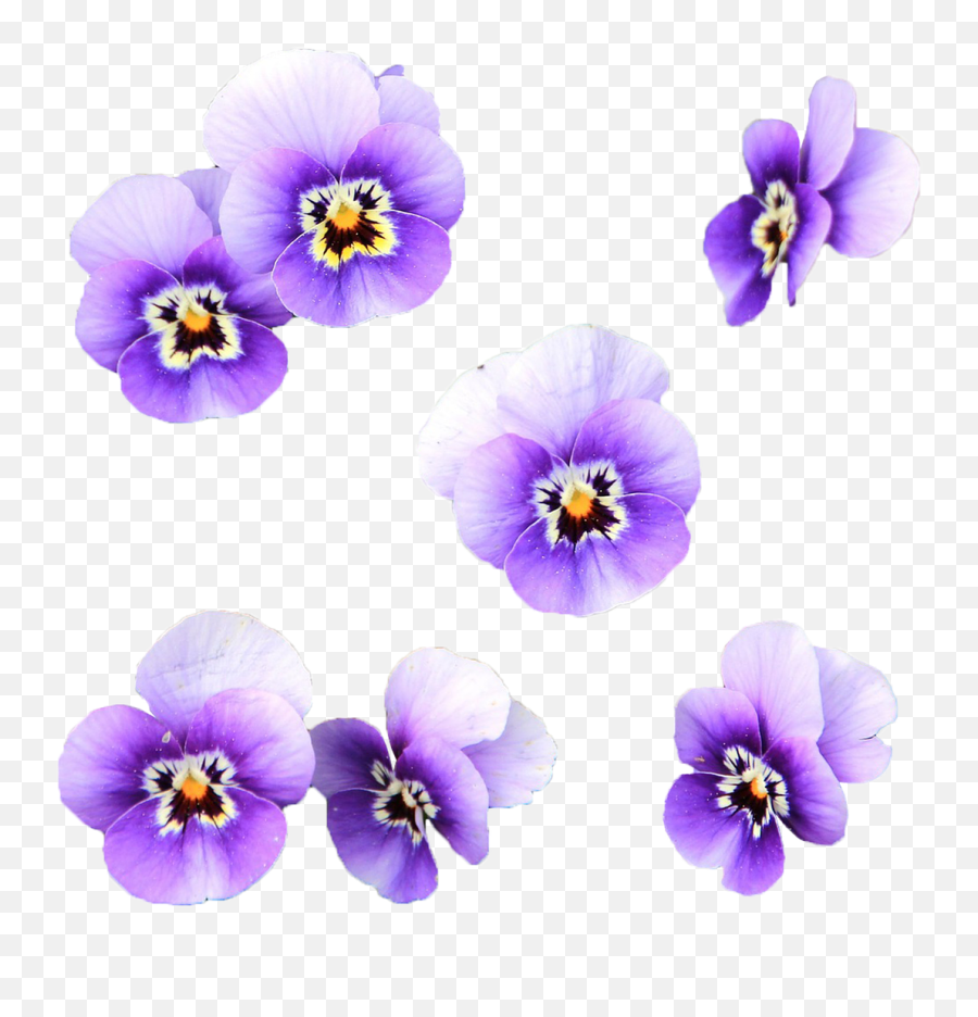 Flowers Wild Flower Transparent - Flores Color Lila Png,Purple Flower Transparent