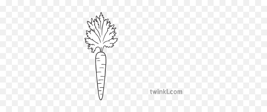 Carrot Black And White 2 Illustration - Twinkl Carrot Illustration Black And White Png,Zanahoria Png