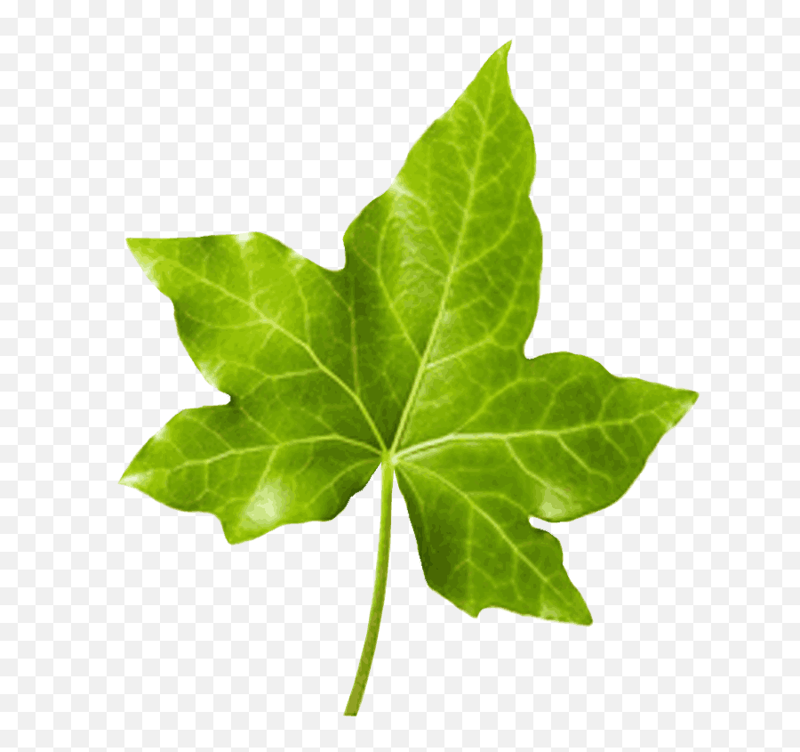 Precision Farming Indiau0027s Largest State Of The Art Plant - Ivy Leaf Png,Ivy Leaf Png