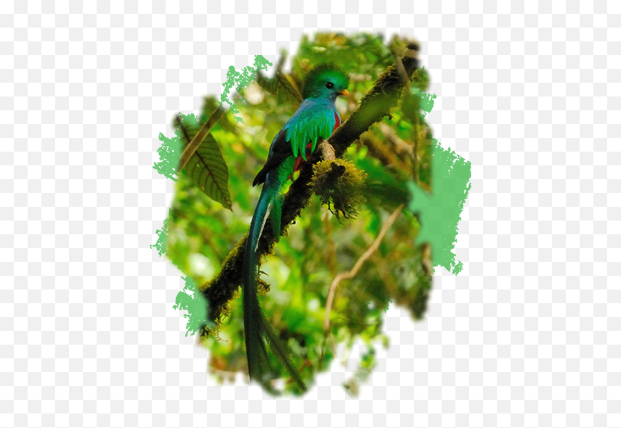 Quetzal Tours Usa Nature South America - Quetzal Png,Quetzal Png