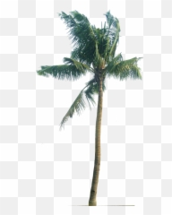 Download Palm Tree Png Trees Plant Pictures Tropical - Cocos Nucifera
