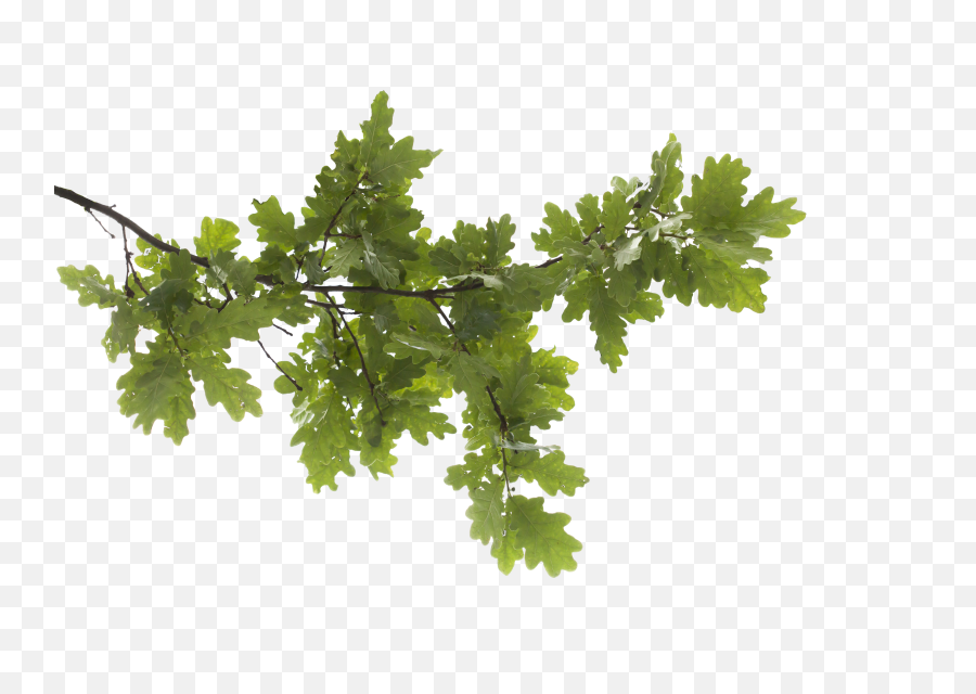 Tree Branch Png Transparent Image - Transparent Background Tree Branch,Branch Png