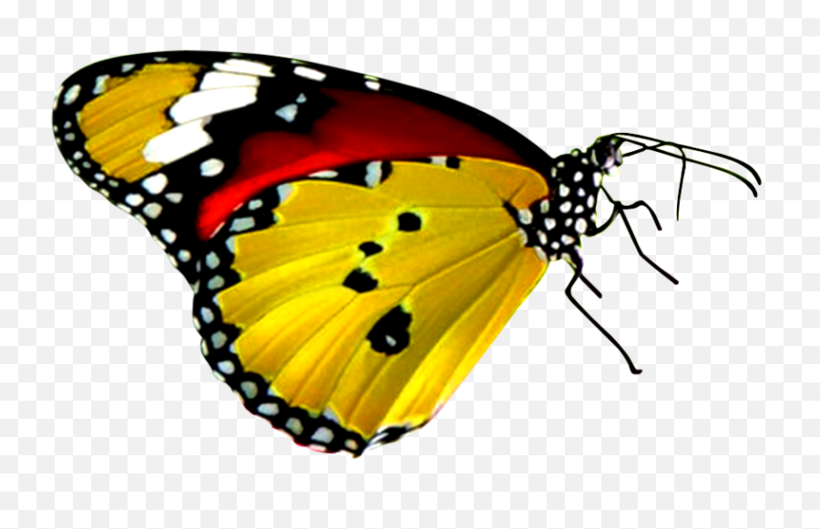 Yellow Red Black Butterfly Png Image Transparent Background - Most Colorful Butterfly In The World,Butterfly Transparent