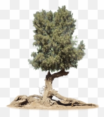 Index Of - Tamarisk Png,Big Tree Png