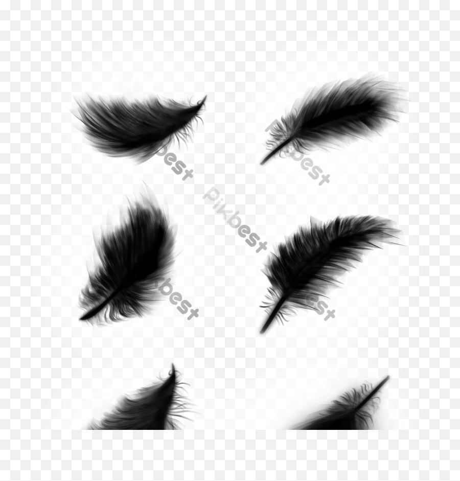 Black Feather Vector Design Element - Animal Product Png,Feather Icon Vector